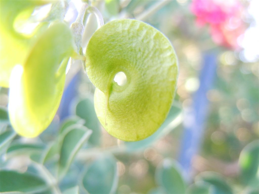Medicago arborea / Erba medica arborea